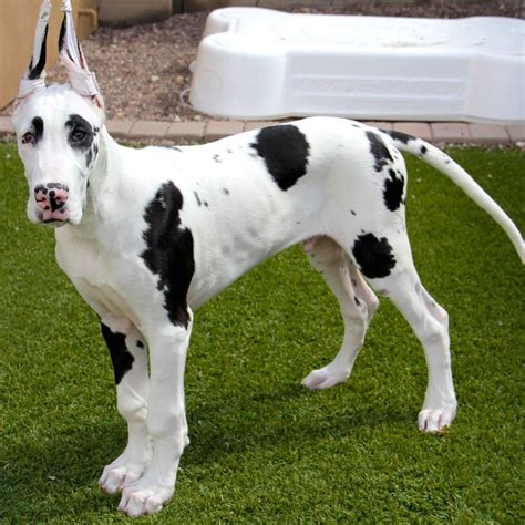 Great dane breeders - We are a small, but serious, breeder of harlequin and mantle Great Danes. We have chosen our dogs for genetic and structural soundness and for excellent temperament. We believe that every pet owner should have a beautiful, healthy example of the Great Dane. Harlequin - Base color shall be pure white with black torn patches irregularly and well ...